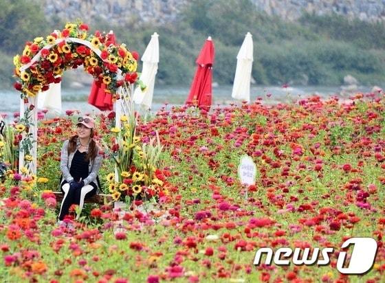 본문 이미지 - 백일홍 꽃밭 곳곳에 마련된 포토존_평창군청제공ⓒ News1
