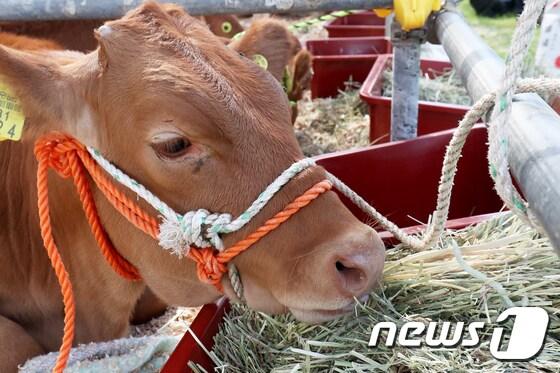 본문 이미지 - 한우경진대회에 출품된 한우가 심사를 기다리며 건초를 뜯고 있다.(자료사진)ⓒ News1 DB