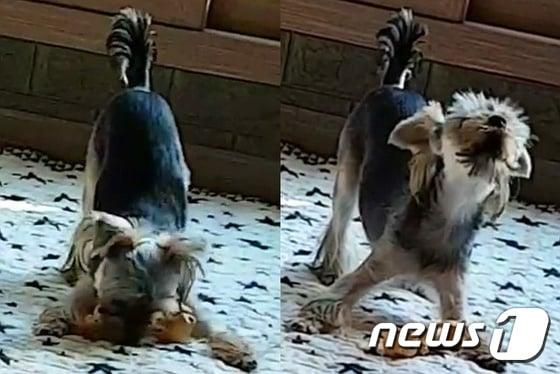 본문 이미지 - 페이스북 동영상 캡처.ⓒ News1