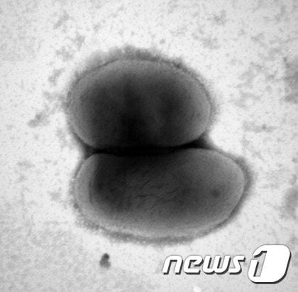 본문 이미지 - 마이코박테리움 길범 피와이알텐 균주 사진 (국립생물자원관 제공) ⓒ News1