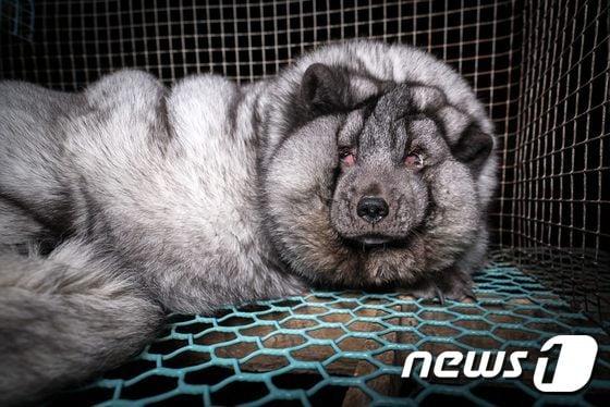 본문 이미지 - 핀란드 포흐얀마 지역의 한 농장에서 모피 생산을 위해 사육되던 북극여우.(사진 핀란드 동물보호단체 '동물을 위한 정의'(Oikeutta eläimille) 제공)ⓒ News1