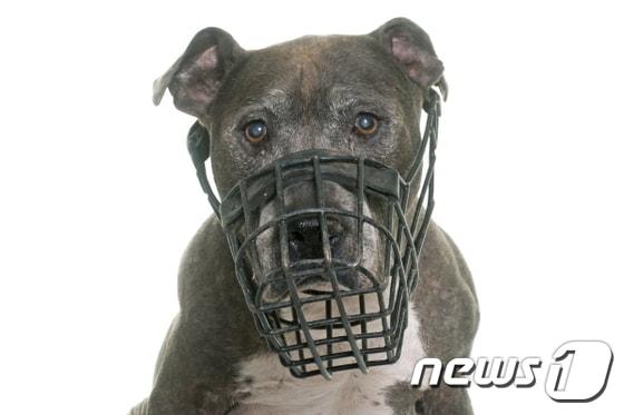 본문 이미지 - 동물보호법상 맹견으로 분류된 핏불테리어 (사진 이미지투데이) ⓒ News1
