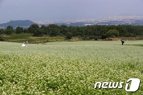본문 이미지 - 완연한 가을제주시 오라동 메밀꽃 밭에서 한 커플이 웨딩 사진을 찍고 있다. /뉴스1 ⓒ News1
