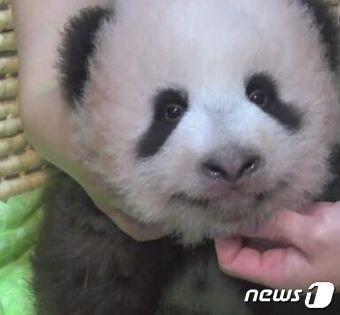 본문 이미지 - 일본 도쿄 우에노동물원에서 지난 6월 태어난 암컷 자이언트 판다의 이름이 '샹샹'으로 결정됐다. (NHK 캡처) ⓒ News1