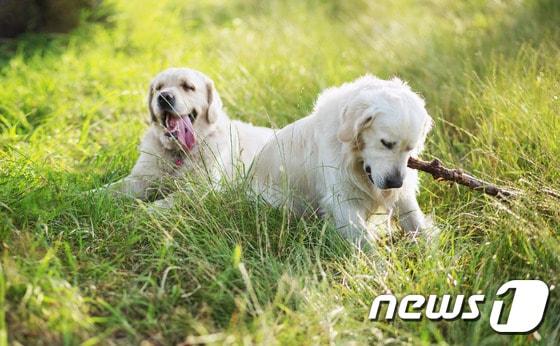 본문 이미지 - 갯과 동물 중에서 “멍멍”하고 짖는 건 인간과 유대관계가 깊은 개뿐이다.(사진 이미지투데이) ⓒ News1