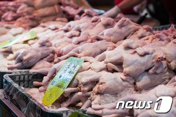 본문 이미지 - 서울 경동시장 내 닭고기 도매상점에 생닭이 진열돼 있는 모습  ⓒ 뉴스1 유승관 기자