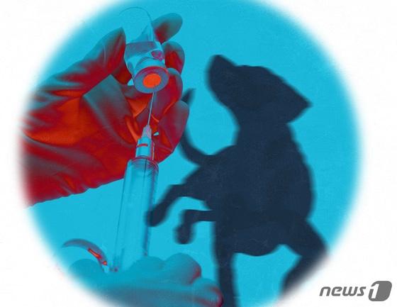 본문 이미지 - ⓒ News1 DB