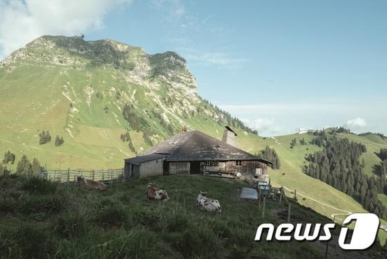 본문 이미지 - 그뤼에르 마을에 자리한 무리트 가족의 치즈 공방. 스위스관광청 제공.ⓒ News1