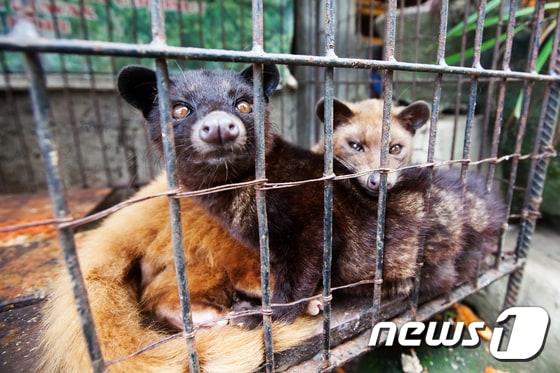 본문 이미지 - 잡식동물인 사향고양이는 철장에 갇혀 커피 열매만 먹게 되면서 영양실조와 카페인 중독에 빠지고 자해행동까지 한다.(사진 어웨어 제공)ⓒ News1