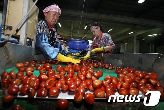 본문 이미지 - 햇밤 선별 중인 모습.(사진은 기사 내용과 무관함) / 뉴스1 ⓒ News1