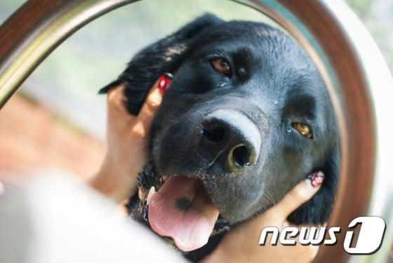 본문 이미지 - 최모씨의 반려견 '오선이(7)'는 김모씨에게 절취 당해 탕제원으로 끌려가 개소주가 됐다. News1