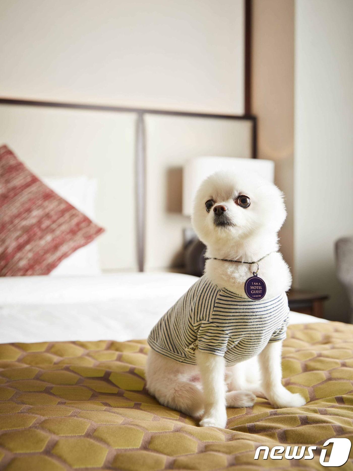 본문 이미지 - 드래곤시티는 오는 15일부터 '멍 프렌들리' 서비스를 선보이낟.ⓒ News1