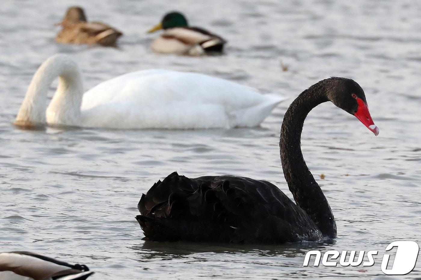 본문 이미지 - 10일 오후 경북 구미시 지산샛강생태공원에서 ‘흑고니(Black Swan)’ 한 마리가 유유히 자태를 뽐내고 있다. ‘검은 고니’ ‘흑조(黑鳥)’라고도 불리는 흑고니는 몸 전체가 검고 가늘고 긴 목에 붉은 부리가 매혹적이다. 여상수(56) 구미시 철새월동지 보호관리원은 “지난해 11월 중순 찾아온 큰고니 무리 속에 흑고니 한 마리가 발견됐다. 큰고니와 비교해 몸집은 다소 작고, 무리와 잘 어울리지 못한 채 홀로 검은 빛을 띠고 있어 신기하게 지켜보고 있다”고 말했다.2018.1.10 ⓒ 뉴스1 공정식 기자