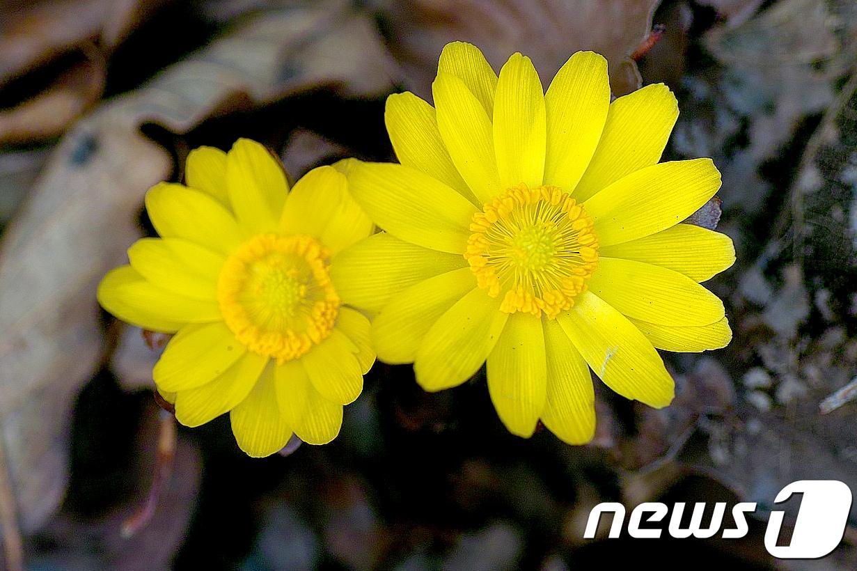 본문 이미지 - 강원도 동해시 시청 동남쪽 400m 지점 찬물내기(냉천) 공원에서 벌써부터 봄꽃 소식이 전해지고 있다. 사진은 이곳에 피어난 가지복수초. (동해시 제공) 2018.1.17/뉴스1 ⓒ News1 서근영 기자