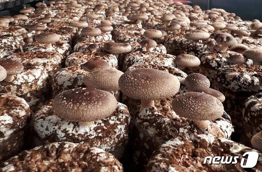 본문 이미지 - 표고버섯 자료사진 ⓒ News1 