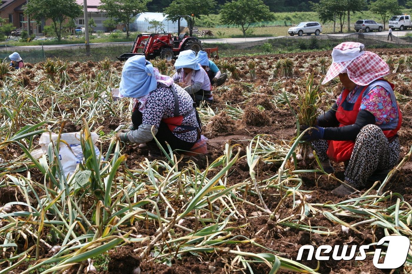 본문 이미지 - 단양군은  마늘  등  청정농산물  생산 등을 통한  미래  농촌 건설에  본격  나선다.ⓒ News1