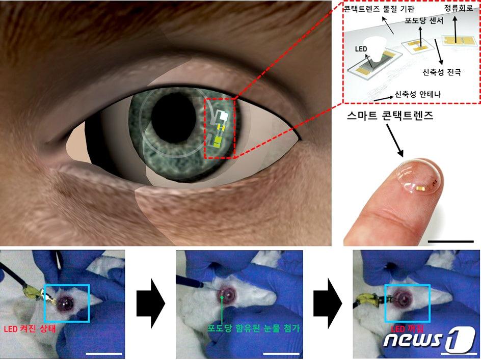 본문 이미지 - 스마트 콘택트렌즈의 구조와 토끼눈에 장착시킨 모습. ⓒ News1