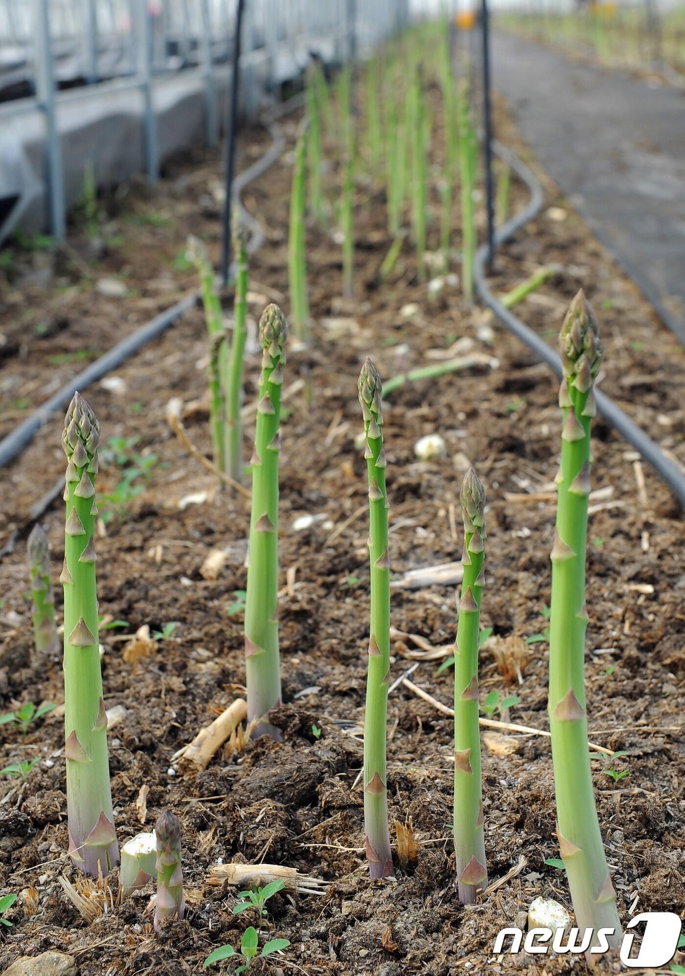 본문 이미지 - 아스파라거스 (뉴스1 DB)
