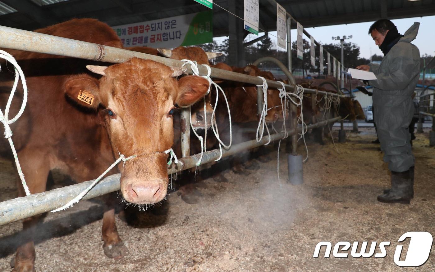 본문 이미지 - 16일 대전·충남은 아침 기온이 전날 보다 6도 가량 떨어져 추울 것으로 예보됐다. 충남 공주시 의당로 세종공주축산농협 가축시장에서 경매사들이 경매에 나온 소 상태를 살펴보고 있다.  ⓒ 뉴스1