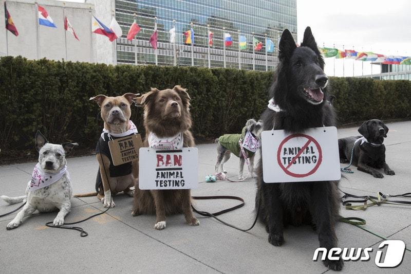 본문 이미지 - 더바디샵과 크루얼티프리인터내셔널은 지난 24일(현지시간) 미국 뉴욕 유엔본부 앞에서 반려견 8마리와 함께 '화장품 동물실험 반대' 시위를 벌였다.(사진 더바디샵 제공)ⓒ News1