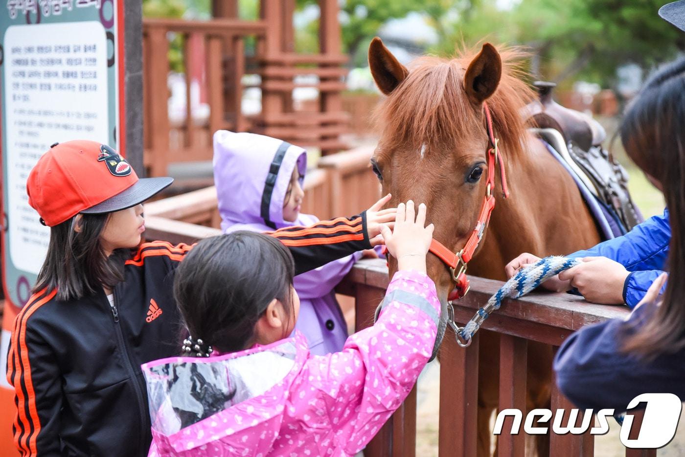 본문 이미지 - 어린이들이 한국마사회 렛츠런파크 부산경남에서 말을 쓰다듬으며 친숙한 시간을 보내고 있다.(렛츠런파크 부산경남 제공). 2018.1.3./뉴스1ⓒ News1 남경문 기자