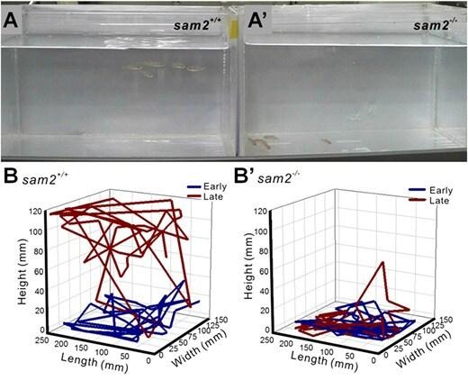 본문 이미지 - 유전자가위기술을 이용한 삼돌이 유전자가 억제된 제브라피쉬에서의 불안한 감정 행동실험.  ⓒ News1
