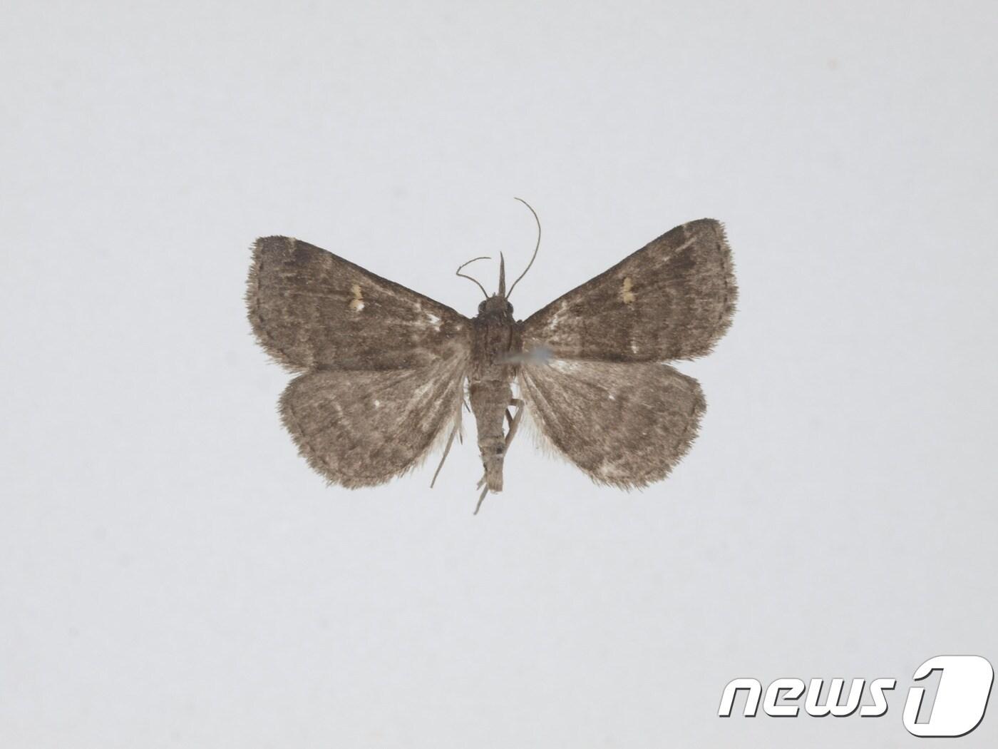 본문 이미지 - 무늬짤름나방(국립생태원 제공) ⓒ News1
