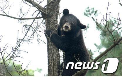 본문 이미지 - 지리산 반달가슴곰.(지리산국립공원남부사무소 제공)/뉴스1 
