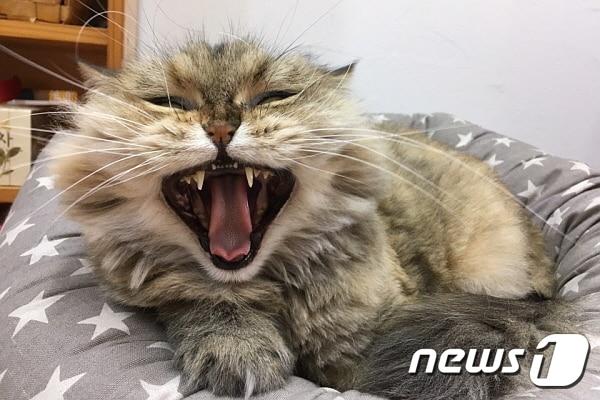 본문 이미지 - 사진 김재영 원장 제공. ⓒ News1