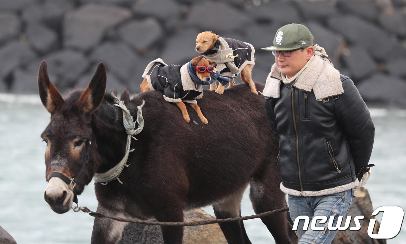 9일 제주시 구좌읍 행원리 해안도로에서 조상민씨(44)가 당나귀에 강아지를 태워 산책을 하고 있다.2018.1.9/뉴스1 ⓒ News1 이석형 기자