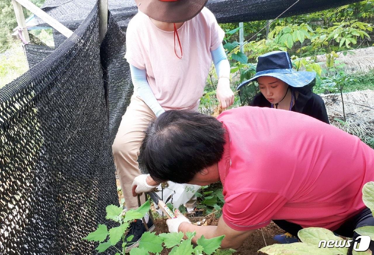본문 이미지 - 국립농산물품질관리원이 증평 인삼골 축제를 앞두고 농약안전성 검사를 위해 시료를 채취하고 있다.(증평군청 제공)ⓒ News1
