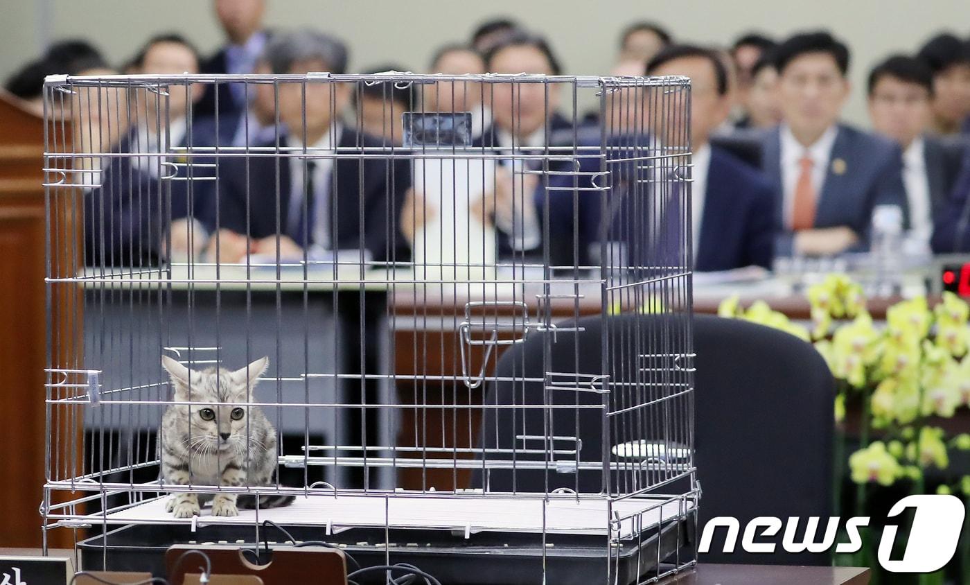 10일 정부세종청사에서 열린 국회 정무위원회 국정감사에서 김진태 자유한국당 의원의 질의를 위해 가져온 벵갈고양이가 놓여져 있다. 2018.10.10/뉴스1 ⓒ News1 장수영 기자