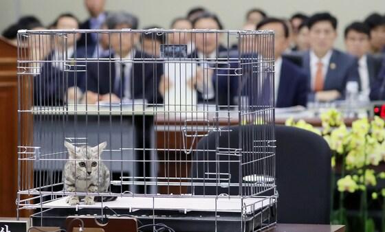 본문 이미지 - 10일 정부세종청사에서 열린 국회 정무위원회 국정감사에서 김진태 자유한국당 의원의 질의를 위해 가져온 벵갈고양이가 놓여져 있다. 김 의원 측은 대전동물원에서 퓨마가 탈출, 사살된 것에 대한 질의를 위해 퓨마와 비슷한 벵갈고양이를 가져왔다고 밝혔다. 2018.10.10/뉴스1 ⓒ News1 장수영 기자