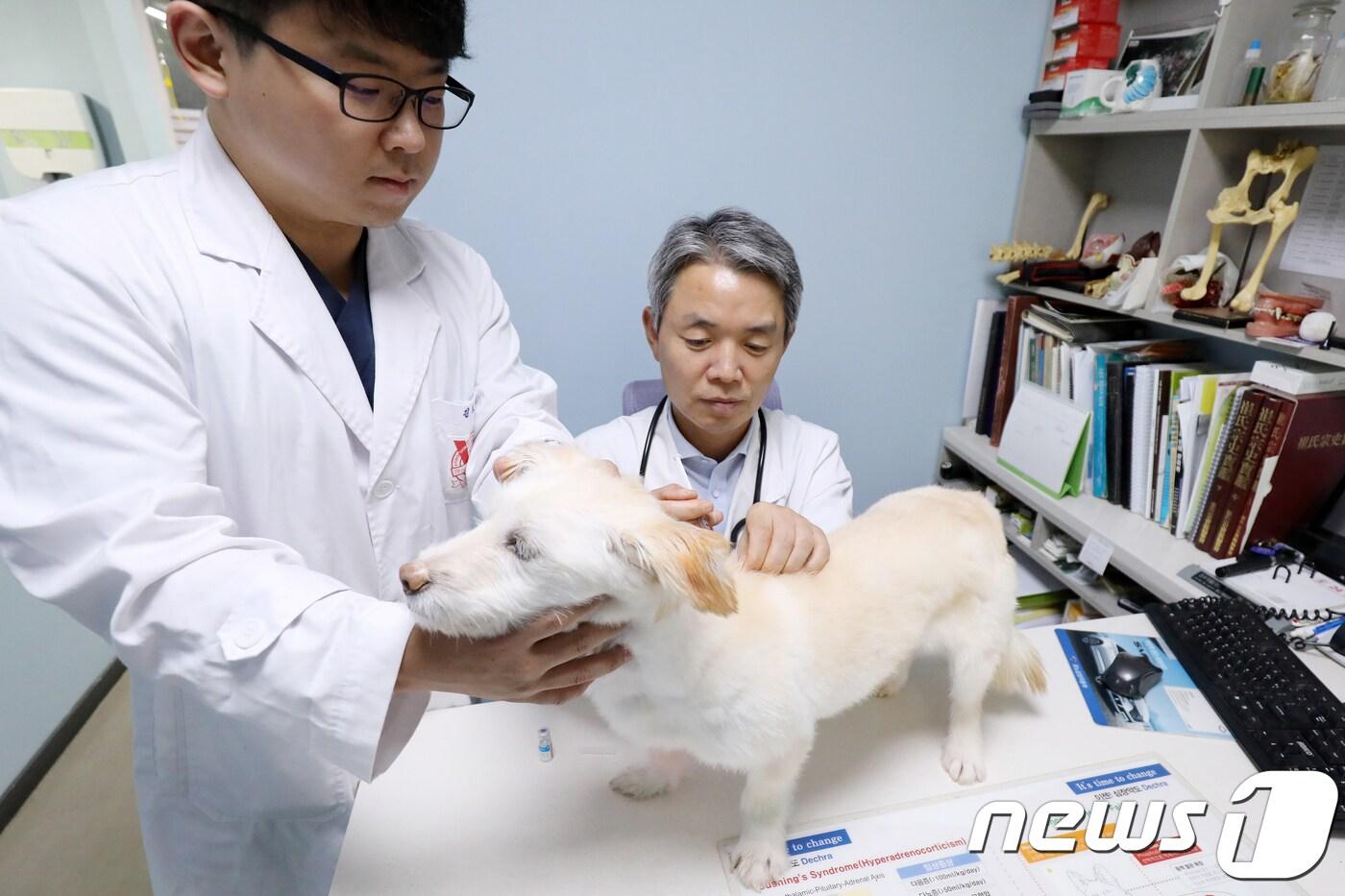 반려견을 진료중인 수의사.2018.10.10/뉴스1 ⓒ News1 공정식 기자