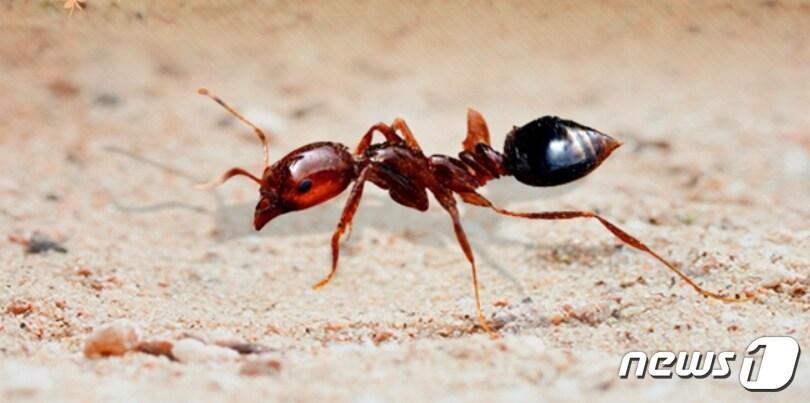 본문 이미지 - 붉은불개미ⓒ News1