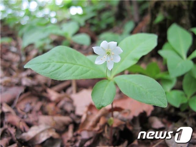 본문 이미지 - 기생꽃.(국립생물자원관 제공) ⓒ News1