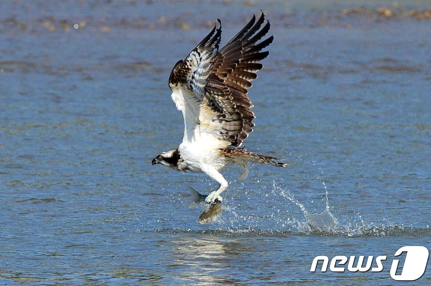 본문 이미지 - 멸종위기종인 물수리가 경북 포항시 남구 연일읍 유강리 형산강에서 숭어를 잡은 후 힘차게 날아오르고 있다. (사진은 기사 내용과 무관함) / 뉴스1 ⓒ News1