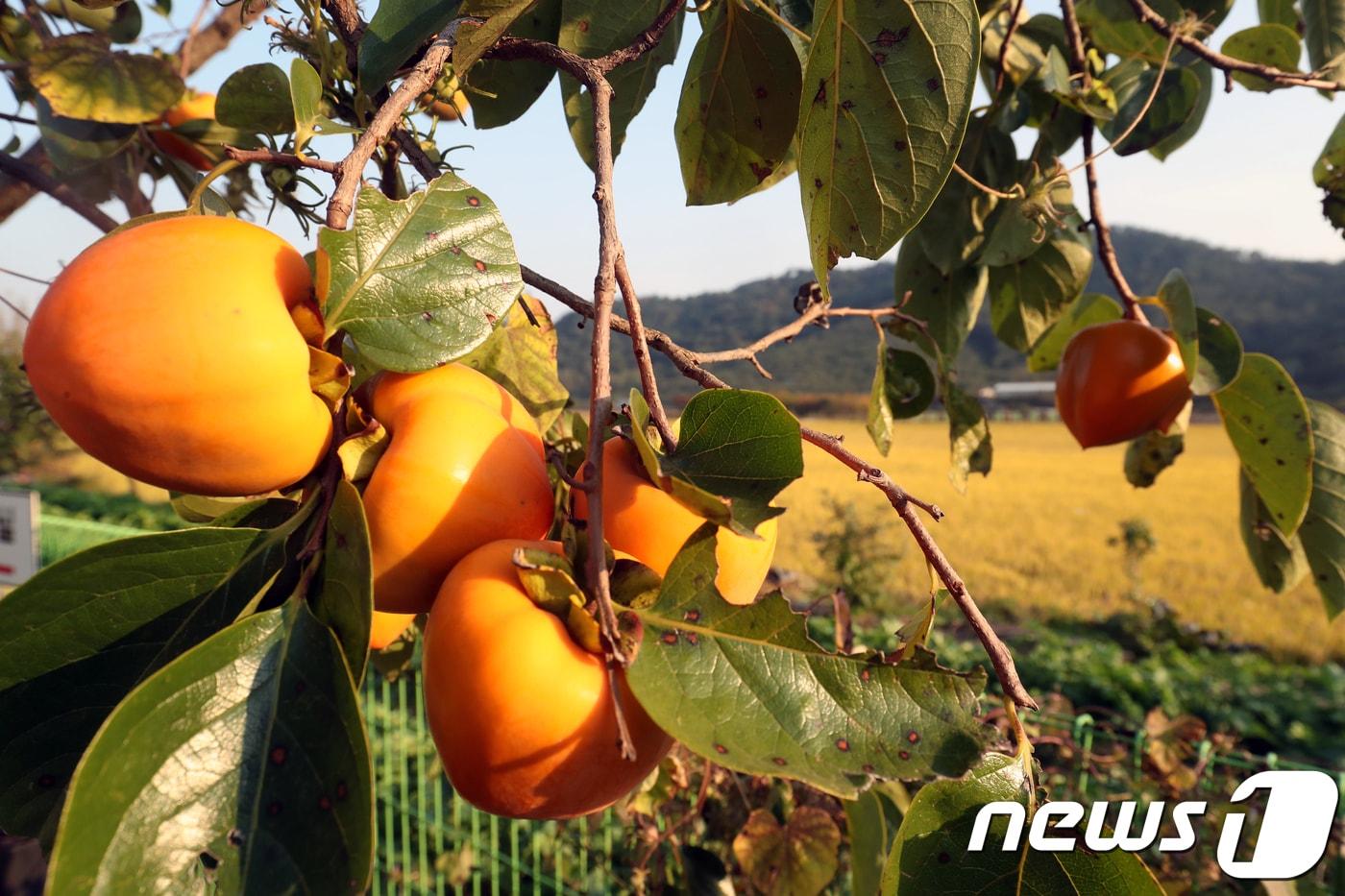 본문 이미지 - 감나무에 감이 매달려 있다. 2018.10.15 ⓒ 뉴스1 여주연 기자