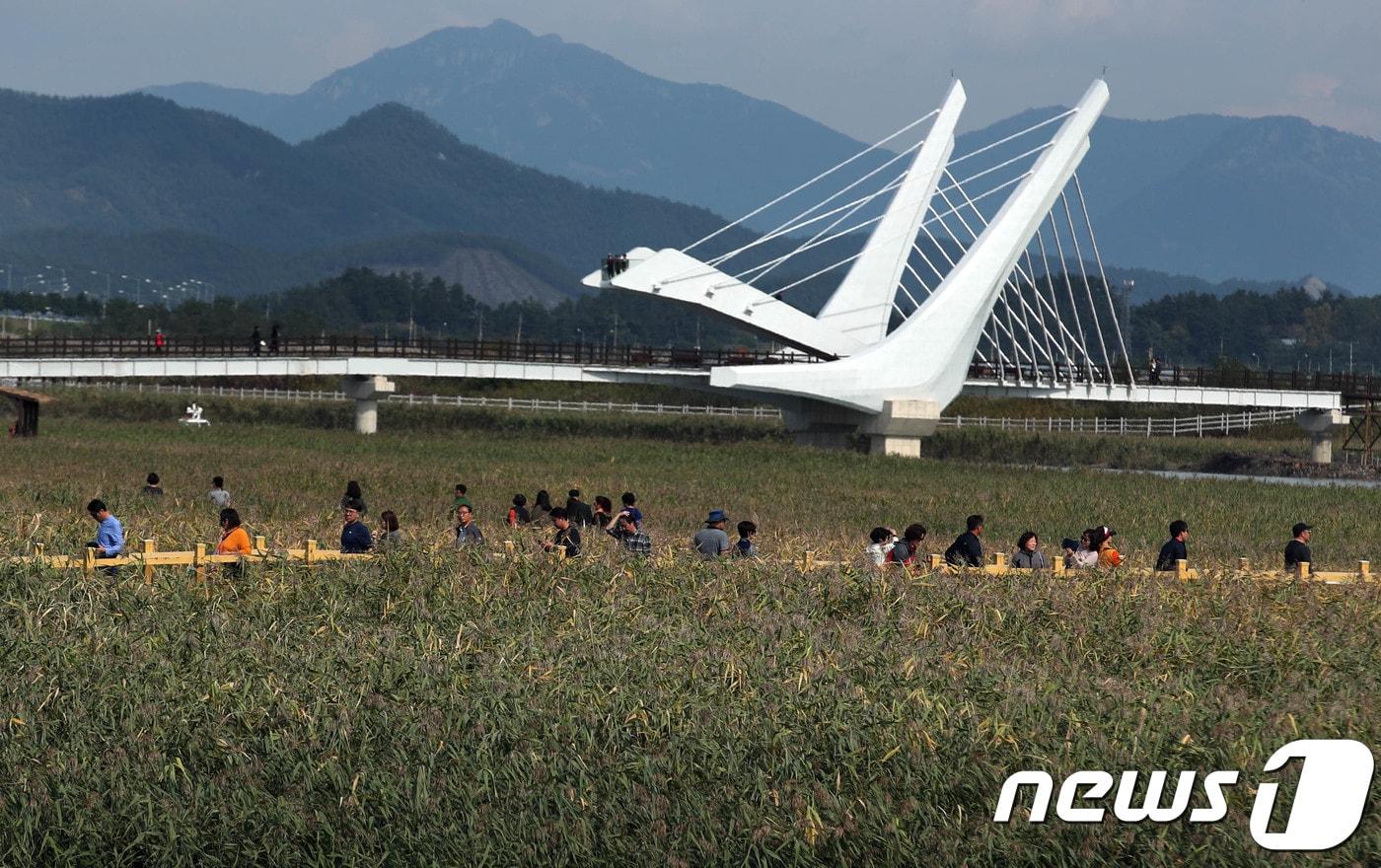 전남 강진군 갈대축제&#40;자료사진&#41;  &#40;전남 강진군 제공&#41; 2018.10.17