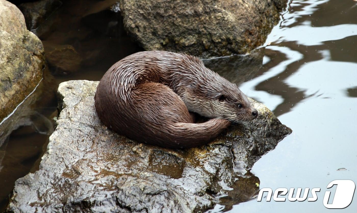본문 이미지 - 지난해 강원 인제군 소양강 상류에서 구조된 아기 수달. ⓒ News1 홍성우 기자