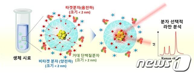본문 이미지 - 시료 전처리 없이 분자 선택적 라만 분석이 가능한 하이드로젤 기반 라만 센서의 원리(KAIST 제공)ⓒ News1