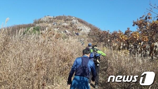 본문 이미지 - 지난해 보령오서산 억새꽃 등산대회 모습. 사진제공=보령시청ⓒ News1