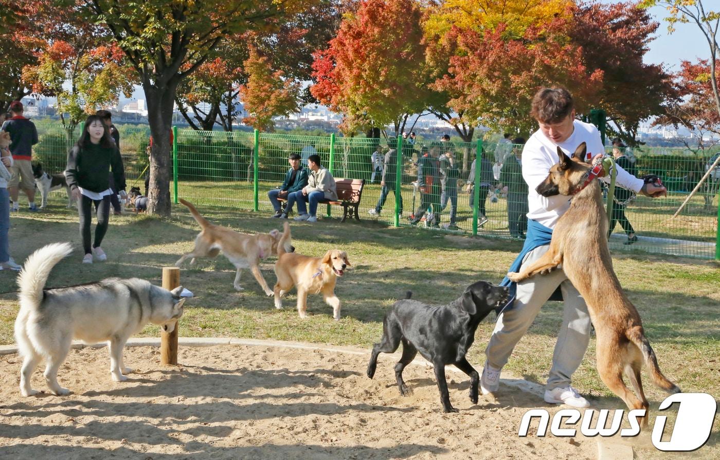 본문 이미지 - 지난 2018년 경북 구미시 동락공원 반려동물 놀이터서 열린 '제1회 구미 펫 페스티벌'에 참가한 반려인들이 반려견 놀이터에서 애완견의 목줄을 풀고 산책하고 있다. 2018.10.21/뉴스1 ⓒ News1 정우용 기자