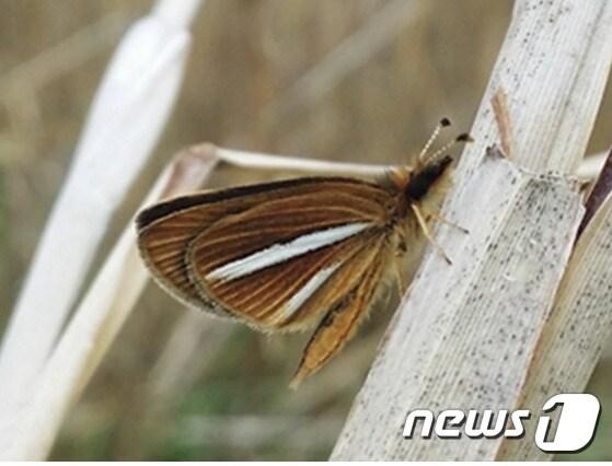 본문 이미지 - 멸종위기 야생생물 Ⅱ급인 은줄팔랑나비 성충.(국립생태원 제공) ⓒ News1