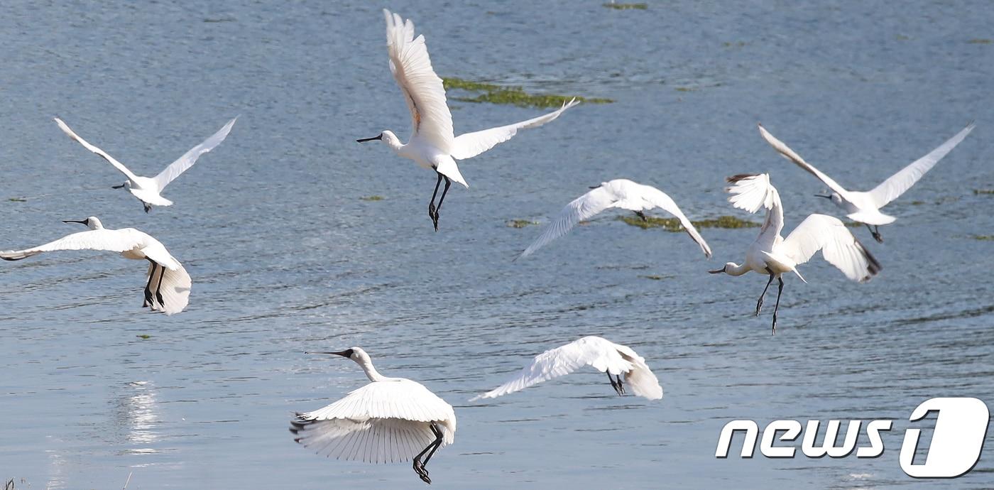 제주 최대 철새도래지인 제주시 구좌읍 하도리 철새도래지에서 겨울을 나기 위해 제주를 찾은 저어새(자료사진)/뉴스1
