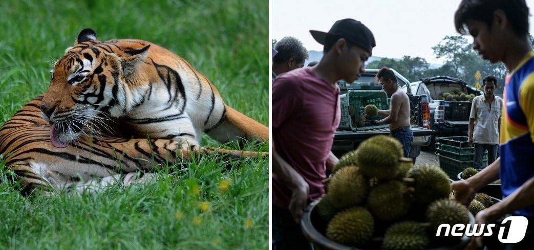 본문 이미지 - 말레이호랑이(왼쪽)와 말레이시아 사람들이 두리안을 나르는 모습.ⓒ AFP=뉴스1