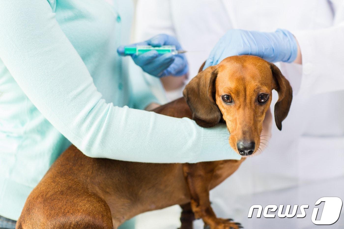 반려견을 진료하는 수의사.(자료사진 이미지투데이)ⓒ News1
