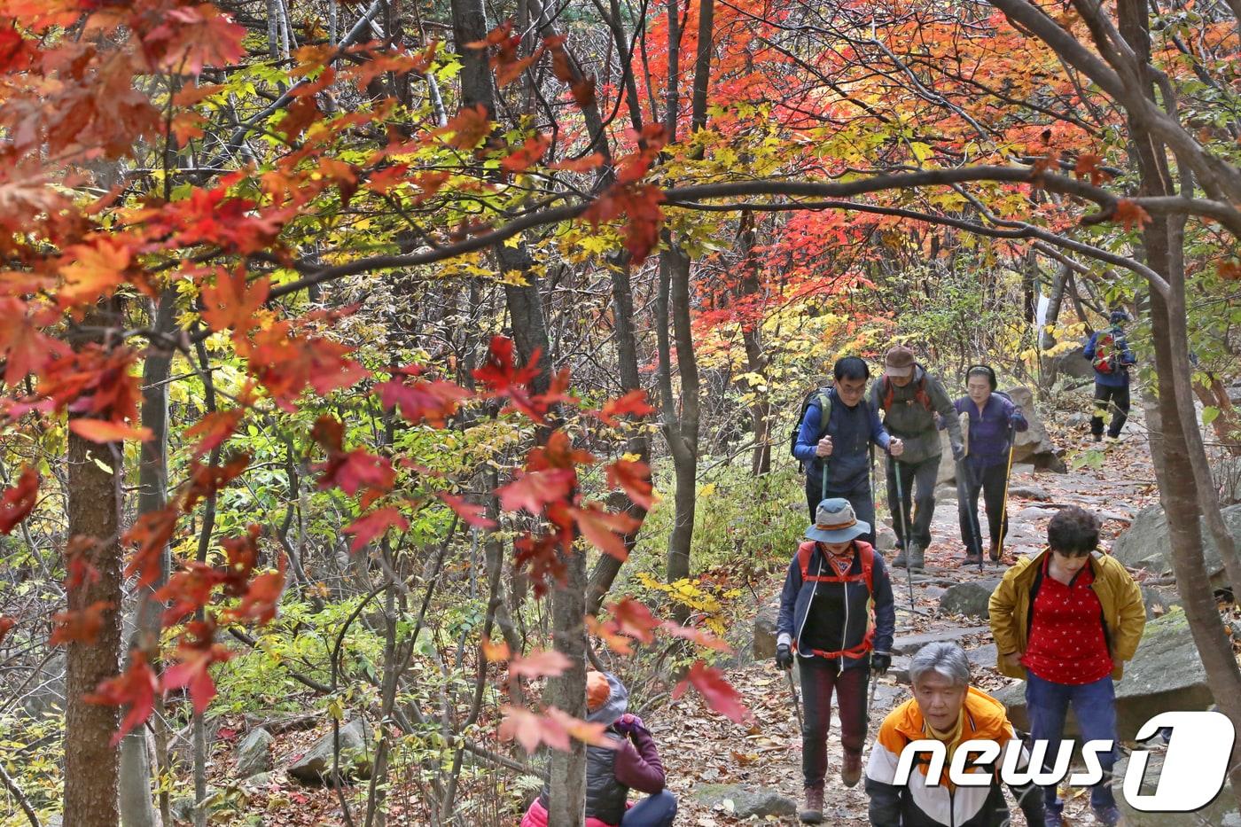 본문 이미지 - 경북 성주군 가야산 국립공원 백운동 일원에서 열린 제10회 전국 성주가야산사랑 가을산행에 참가한 등산객들이 단풍이 절정인 가야산을 오르고 있다.(뉴스1 자료, 재판매 및 DB 금지)
