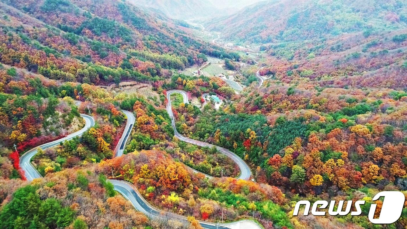 본문 이미지 - 29일 충북 영동군 상촌면 고자리와 용화면 조동리를 잇는 ‘도마령’(刀馬岺·해발 840m)이 늦가을의 아쉬움을 달래듯 만산홍엽(滿山紅葉)의 아름다움을 뽐내고 있다. ‘도마령’은 칼을 든 장수가 말을 타고 넘었다 해서 이름 지어진 24 굽이 고갯길이다.(영동군 제공).2018.10.29/뉴스1 ⓒ News1 김기준 기자