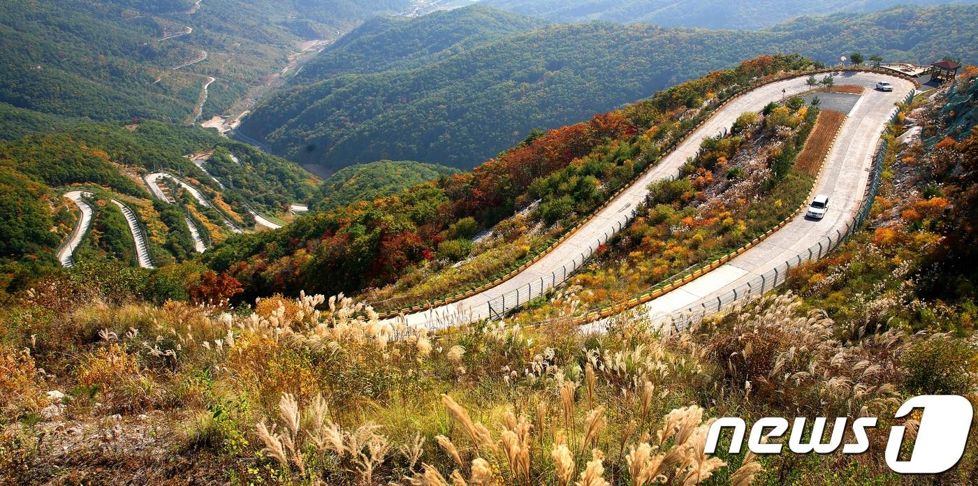 본문 이미지 - 경북 영천시 보현산천문대 가는 길인 '천수누림길'에 억새와 단풍이 어루러져 멋진 조화를 이루고 있다.(뉴스1 자료, 재판매 및 DB 금지)
